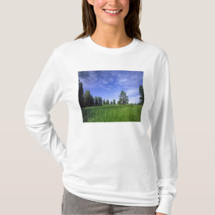 Camiseta UTAH. EE.UU. Pinos Ponderosa Pinuosa) y