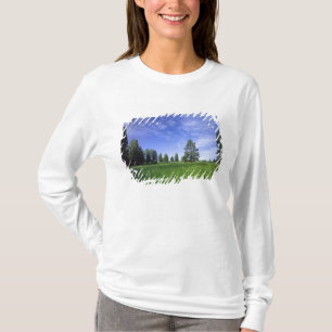 Camiseta UTAH. EE. UU. Pinos ponderosa (Pinus ponderosa) &