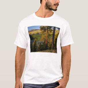 Camiseta UTAH. Pinos ponderosa y álamo temblón, otoño. Aman