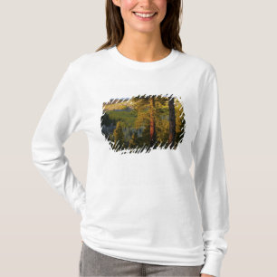 Camiseta UTAH. Pinos y álamos Ponderosa, otoño. Amanecer,