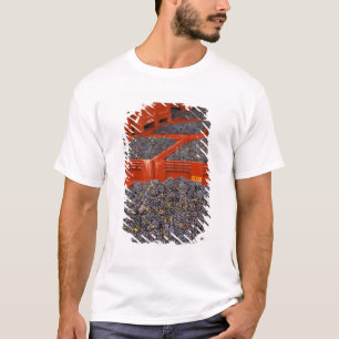 Camiseta Uvas Gamay recién llegadas de la cosecha en la