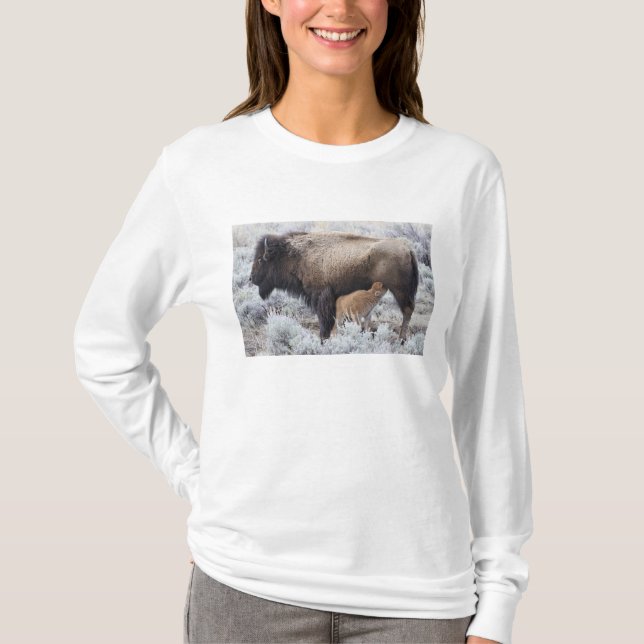 Camiseta Vaca amamantando a una cría de bisonte, Yellowston (Anverso)