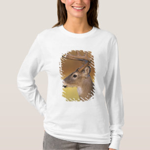 Camiseta Venado de cola blanca, Odocoileus virginianus,
