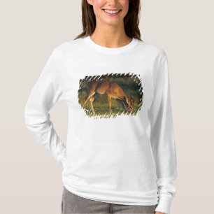 Camiseta Venado de cola blanca, Odocoileus virginianus