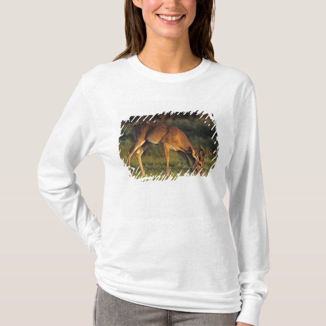 Camiseta Venado de cola blanca, Odocoileus virginianus (Anverso)