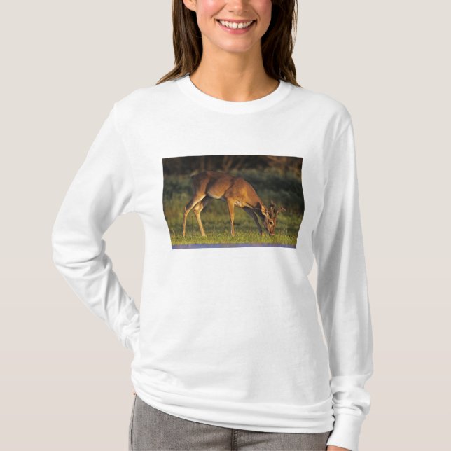 Camiseta Venado de cola blanca, Odocoileus virginianus (Anverso)