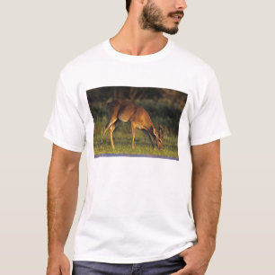 Camiseta Venado de cola blanca, Odocoileus virginianus