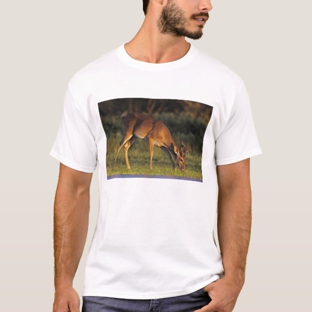 Camiseta Venado de cola blanca, Odocoileus virginianus (Anverso)