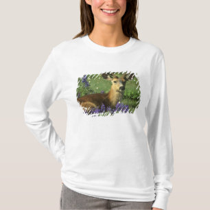 Camiseta Venado de cola negra, Odocoileus hemionus
