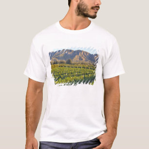 Camiseta vides de Cabernet Sauvignon en Huailai Rongchen 2