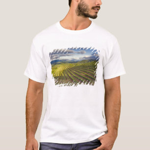 Camiseta Viñedo. Napa Valley. Napa. Condado de Napa,