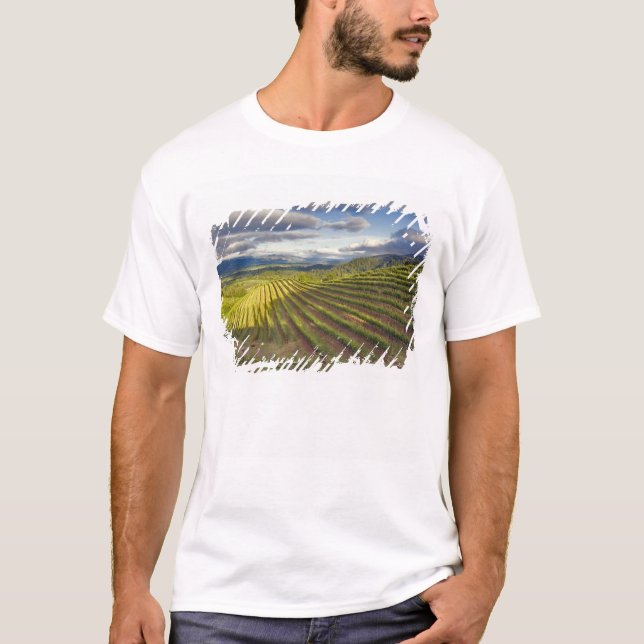 Camiseta Viñedo. Valle de Napa. Napa. Condado de Napa (Anverso)