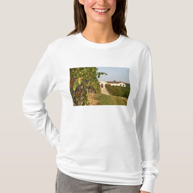 Camiseta Viñedos, vides petit verdot y la bodega en (Anverso)