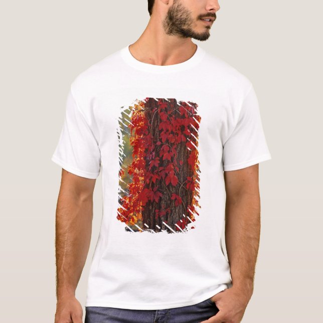 Camiseta Virginia Creeper de rojo brillante en otoño en (Anverso)
