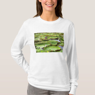 Camiseta Vitoria Regis, gigantescas nenúfares en la Amazon