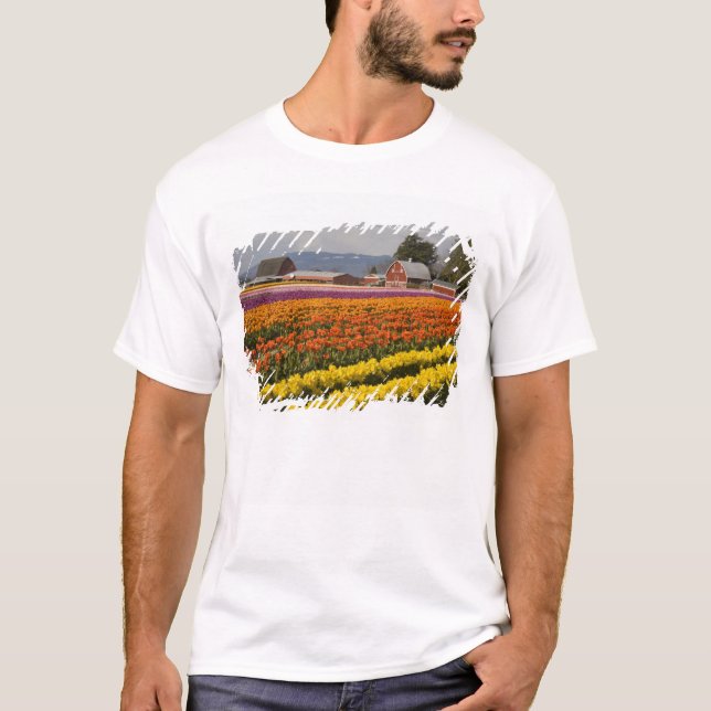 Camiseta WA, Skagit Valley, campos Tulip en flor, en (Anverso)