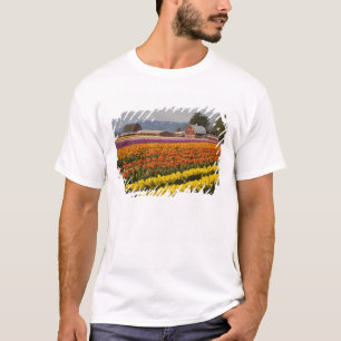 Camiseta WA, Valle de Skagit, Campos de tulipanes en flor, 