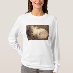 Camiseta zorro ártico, Alopex lagopus