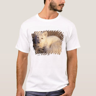 Camiseta zorro ártico, Alopex lagopus