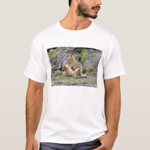 Camiseta Zorro gris sudamericano (Lycalopex griseus) par 2