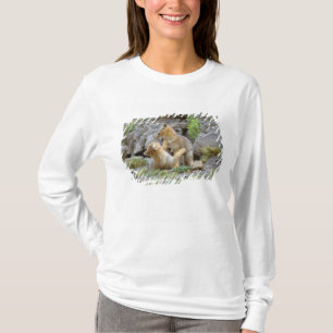 Camiseta Zorro gris sudamericano (Lycalopex griseus) pareja