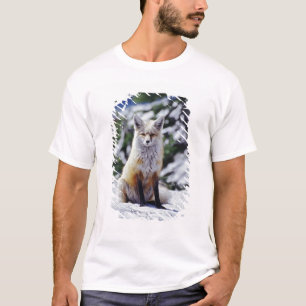 Camiseta Zorro rojo sentado en un banco de nieve, Vulpes, M