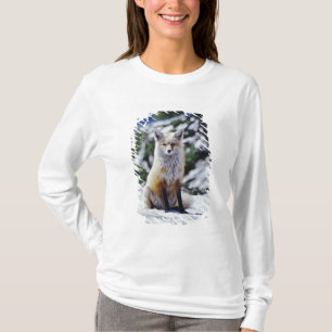 Camiseta Zorro rojo sentado en un banco de nieve, Vulpes, M