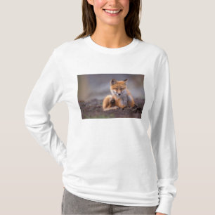 Camiseta zorro rojo, Vulpes vulpes, cachorro rascándose,