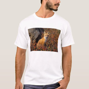 Camiseta zorro rojo, Vulpes vulpes, en colores de otoño a l