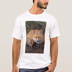 Camiseta zorro rojo, vulpes vulpes vulpes, en colores otoña