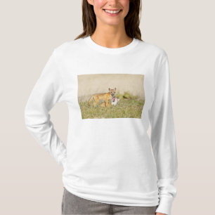 Camiseta Zorro veloz (Vulpes macrotis) joven en madriguera,