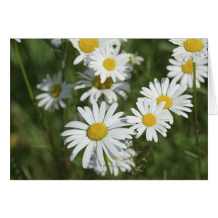 Camomiles