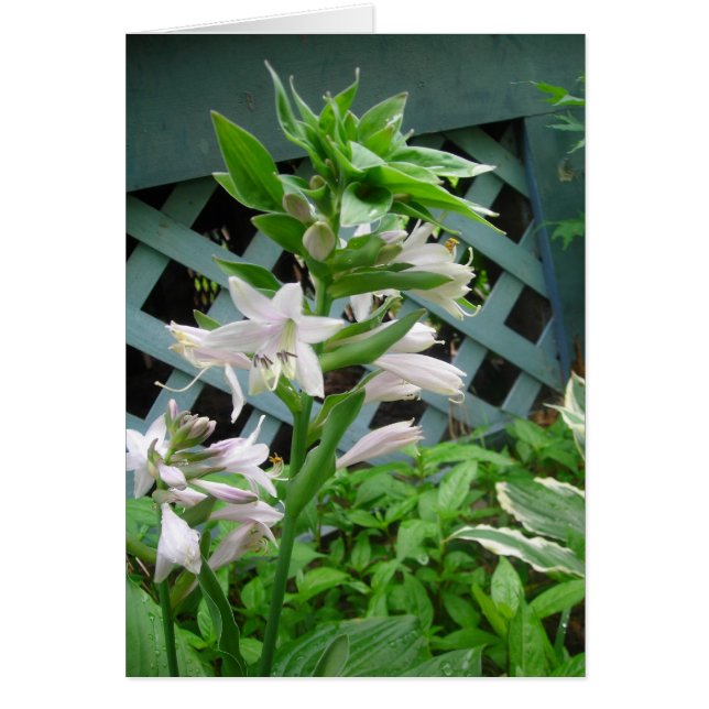 Campanas de Hosta (Frente)