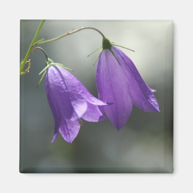 campanas de imán de secretos (Frente)