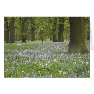 Campanillas y Robles en Primavera, Little Hagley