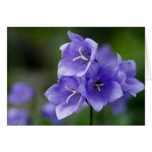 Campanula