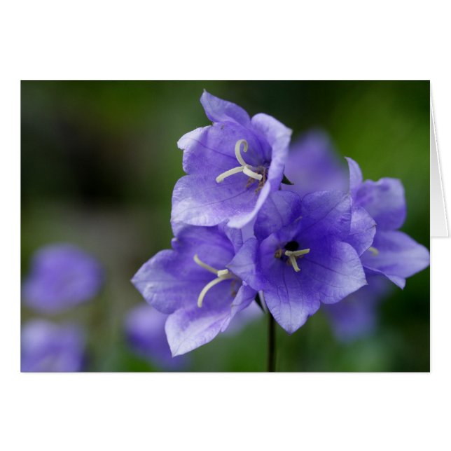 Campanula (Anverso (Horizontal))