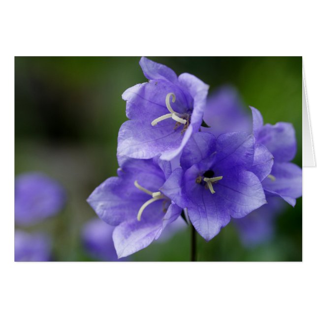 Campanula Bellflower (Anverso (Horizontal))