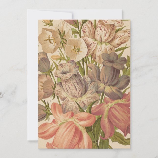 Campanula | George Nicholson (Anverso)