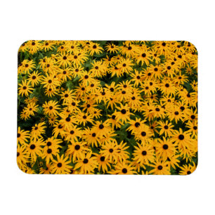 Campo Amarillo de Margaritas - Flor - Imán