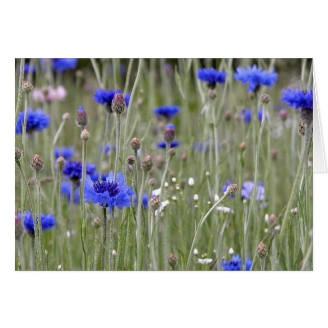 Campo azul (Anverso (Horizontal))