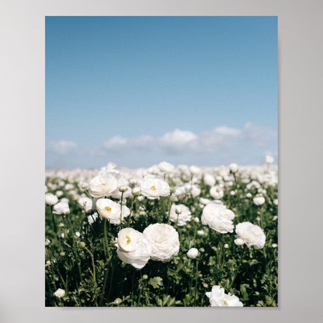 Campo blanco de flores - impresión de cartel (Frente)