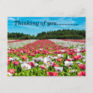 Campo bonito de la postal de las flores