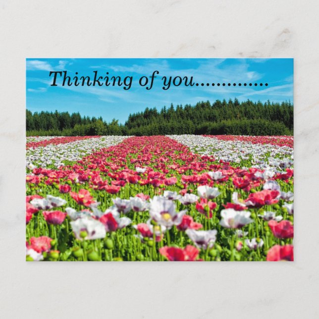 Campo bonito de la postal de las flores (Anverso)