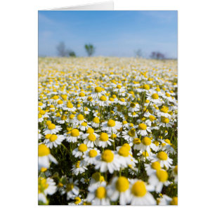 Campo Chamomile, Hungría