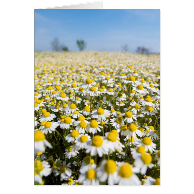Campo Chamomile, Hungría (Frente)