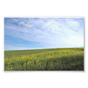 Campo Colza - Foto
