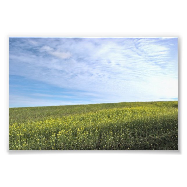 Campo Colza - Foto (Frente)