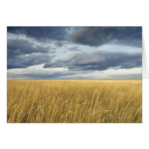 Campo con nubes de tormenta