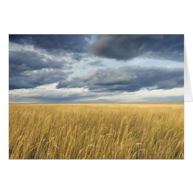 Campo con nubes de tormenta (Anverso (Horizontal))